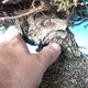 Outdoor Bonsai - Juniperus chinensis ITOIGAWA - Chinesischer Wacholder - 5/6