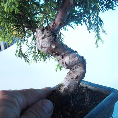 Outdoor Bonsai - Juniperus chinensis ITOIGAWA - Chinesischer Wacholder - 5