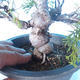 Outdoor Bonsai - Juniperus chinensis ITOIGAWA - Chinesischer Wacholder - 5/6