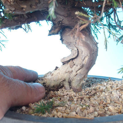 Outdoor Bonsai - Juniperus chinensis ITOIGAWA - Chinesischer Wacholder - 5
