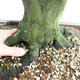 Außenbonsai - Hainbuche - Carpinus betulus VB2019-26689 - 5/5