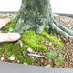 Außenbonsai - Hainbuche - Carpinus betulus VB2019-26690 - 5/5