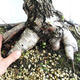 Außenbonsai - Betula verrucosa - Silver Birch VB2019-26695 - 5/5