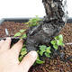 Außenbonsai - Betula verrucosa - Silver Birch VB2019-26697 - 5/5