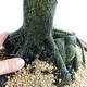 Bonsai im Freien - Metasequoia glyptostroboides - chinesische kleine Blätter - 5/6