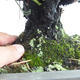 Freilandbonsai - Pinus thunbergii Corticosa - Thunberger Kiefer VB2019-26712 - 5/5