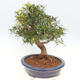 Zimmerbonsai - Ficus nerifolia - kleinblättriger Ficus - 5/6