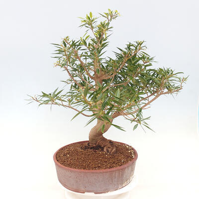 Zimmerbonsai - Ficus nerifolia - kleinblättriger Ficus - 5