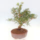 Zimmerbonsai - Ficus nerifolia - kleinblättriger Ficus - 5/5
