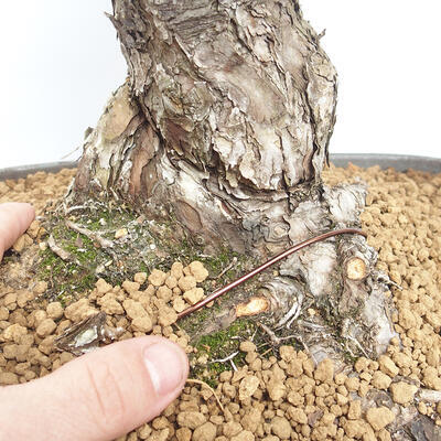 Bonsai im Freien - Pinus parviflora - White Pine - 5