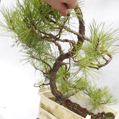 Outdoor-Bonsai Wald -Borovice - Pinus sylvestris - 5