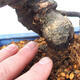 Bonsai im Freien - Pseudocydonia sinensis - Chinesische Quitte - 5/7