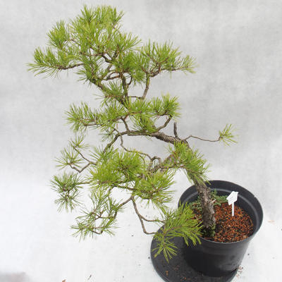 Outdoor-Bonsai Wald -Borovice - Pinus sylvestris - 5