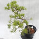 Outdoor-Bonsai Wald -Borovice - Pinus sylvestris - 5/6