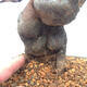 Bonsai im Freien - Pseudocydonia sinensis - Chinesische Quitte - 5/7