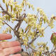 Bonsai im Freien - Haselnuss - Corylopsis Spicata - 5/5