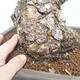 Bonsai im Freien - Pinus parviflora - White Pine - 5/5