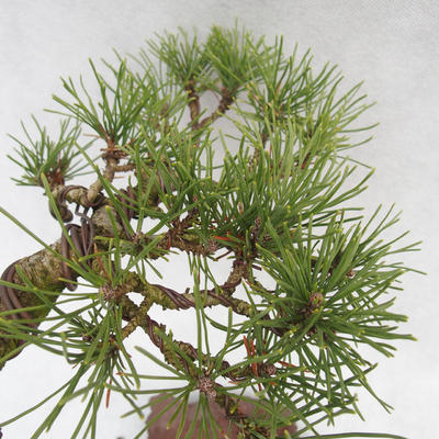 Außen Bonsai -Borovice Moor - Pinus uncinata - 5