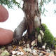 Outdoor-Bonsai - Chinesische Wacholder - Juniperus chinensis - 5/6