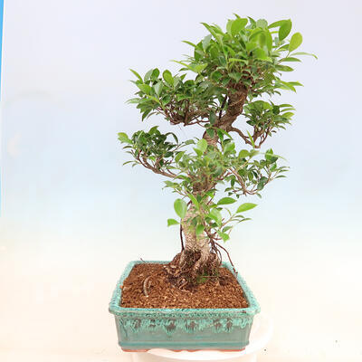 Zimmerbonsai - Ficus kimmen - kleinblättriger Ficus - 5