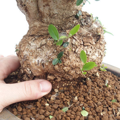 Zimmer-Bonsai - Olea europaea sylvestris - Olivgrüne europäische Bazillen - 5