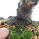 Bonsai im Freien - Juniperus chinensis Itoigawa-chinesischer Wacholder - 5/6