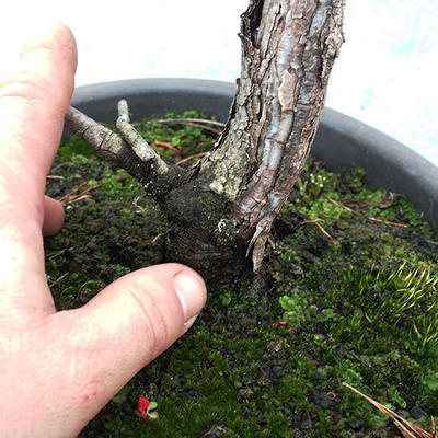 Yamadori - Pinus sylvestris - Waldkiefer - 5