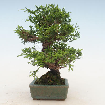 Bonsai im Freien - Juniperus chinensis Itoigawa-chinesischer Wacholder - 5