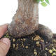 Bonsai im Freien - Carpinus CARPINOIDES - Koreanische Hainbuche - 5/5