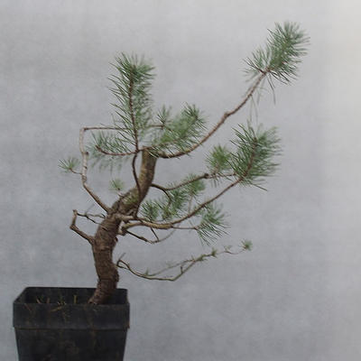 Yamadori - Pinus sylvestris - Waldkiefer - 5