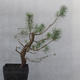Yamadori - Pinus sylvestris - Waldkiefer - 5/5