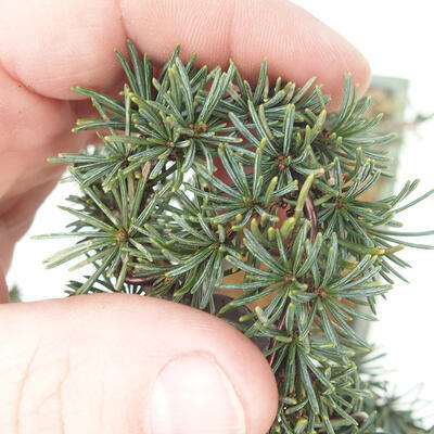 Bonsai im Freien - Cedrus Libani Brevifolia - Zederngrün - 5
