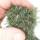 Bonsai im Freien - Cedrus Libani Brevifolia - Zederngrün - 5/5