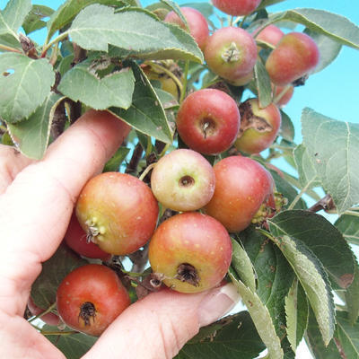 Outdoor-Bonsai -Malus Halliana - fruited Apfel - 5