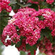 Outdoor Bonsai - Weißdorn rosa Blüten - Crataegus laevigata Pauls Scarlet - 5/7