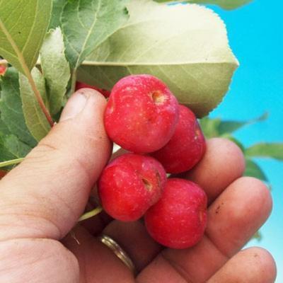 Outdoor-Bonsai -Malus Halliana - fruited Apfel - 5