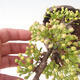 Bonsai im Freien - Malus sargentii - Apfelbaum mit kleinen Früchten - 5/6