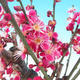 Bonsai im Freien - Japanische Aprikose - Prunus Mume - 5/6