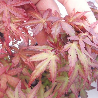 Acer palmatum - Ahorn - Hain - 5