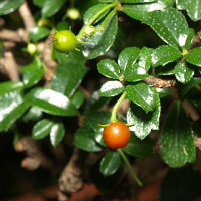 Innenbonsai - Carmona macrophylla - Tee fuki - 5