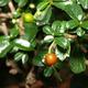 Indoor bonsai - Carmona macrophylla - Fuki tea - 4/5