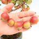Outdoor-Bonsai -Malus Halliana - fruited Apfel - 5/7