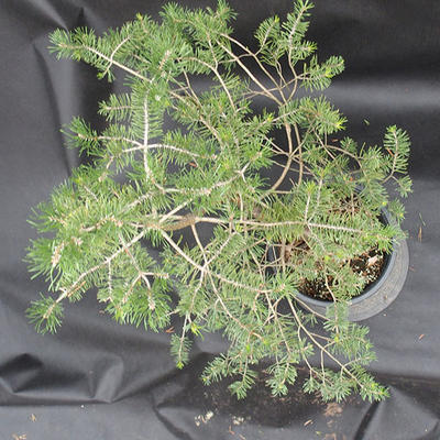 Borovoce Wald - Pinus sylvestris KA-11 - 5