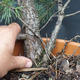 Borovoce Wald - Pinus sylvestris KA-12 - 5/6