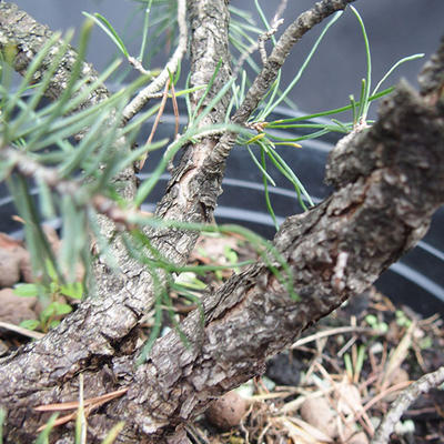 Borovoce Wald - Pinus sylvestris KA-13 - 5