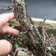 Borovoce Wald - Pinus sylvestris KA-14 - 5/5