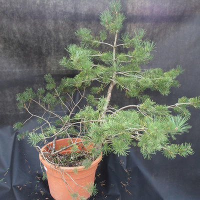 Borovoce Wald - Pinus sylvestris KA-22 - 5