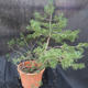 Borovoce Wald - Pinus sylvestris KA-22 - 5/5