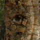 Outdoor-Bonsai Quercus suber - Kork-Eiche - 4/4