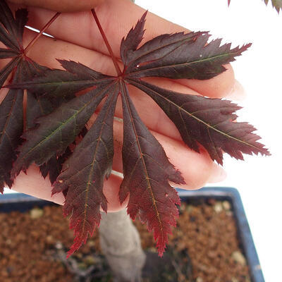 Freilandbonsai - Acer palmatum TROMPENBURG - 5